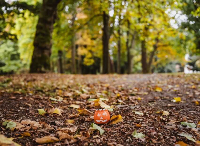 autumn scene with halloween pumpkin in forest