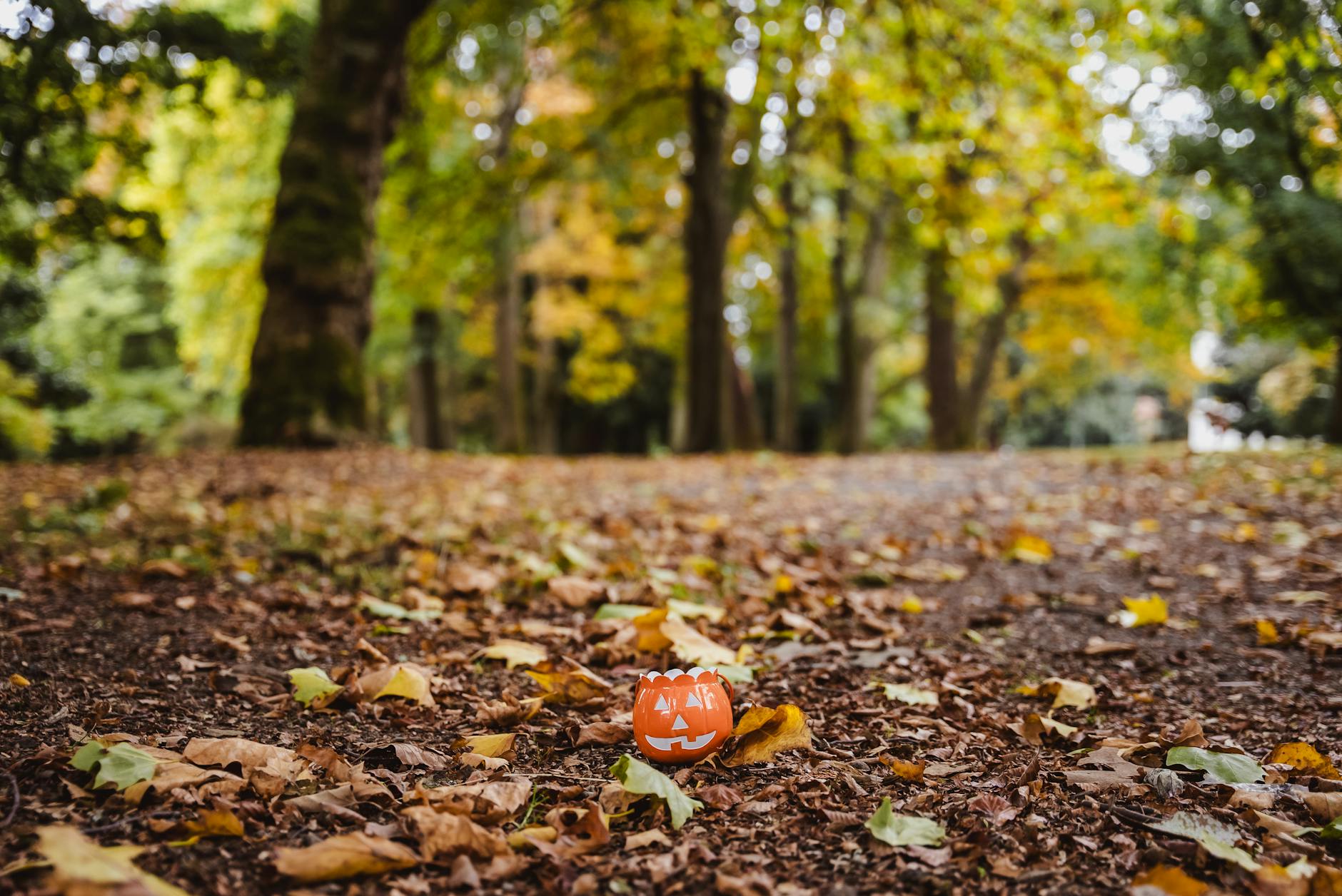 autumn scene with halloween pumpkin in forest